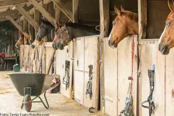 Pferdesteuer in Schleswig-Holstein bald vom Tisch