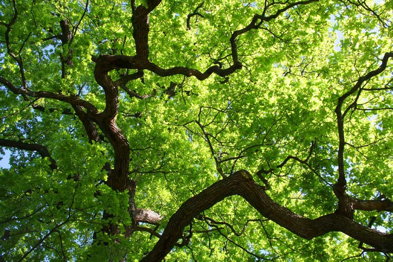 Kommunen zeigen Wege zu mehr Stadtnatur