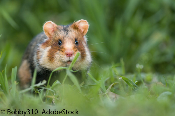 Handbuch: Urbanes Wildtiermanagement