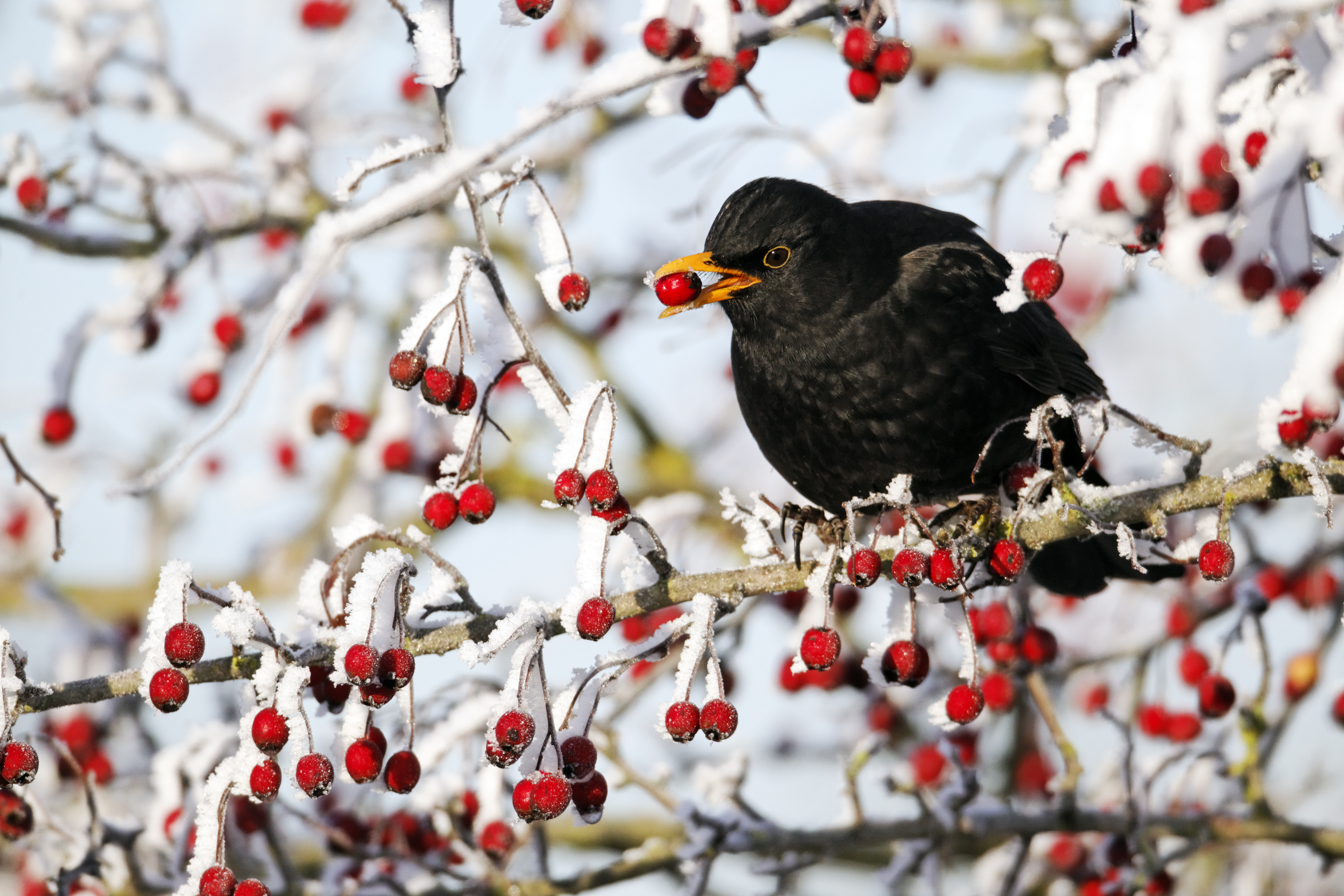 Zwischenergebnisse der „Stunde der Wintervögel“ liegen vor