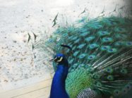 Verlagerung des Frankfurter Zoos an den Stadtrand?