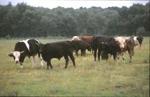 Zu Besuch auf dem Bauernhof