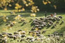 Platz für Schafe – und Wölfe