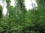 Klimaangepasstes Waldmanagement für Kommunen