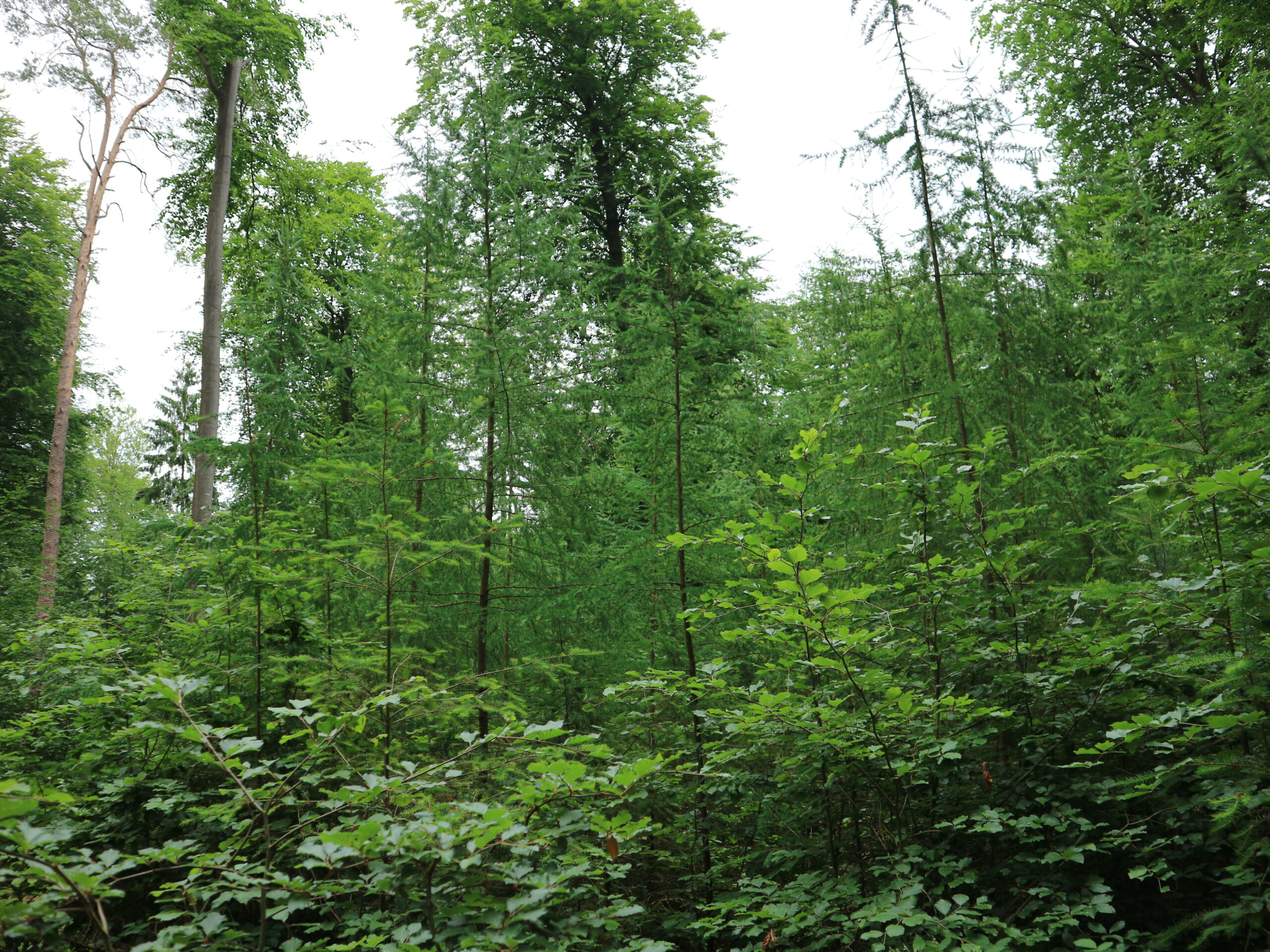 Klimaangepasstes Waldmanagement für Kommunen